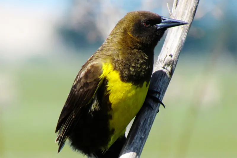 AVES